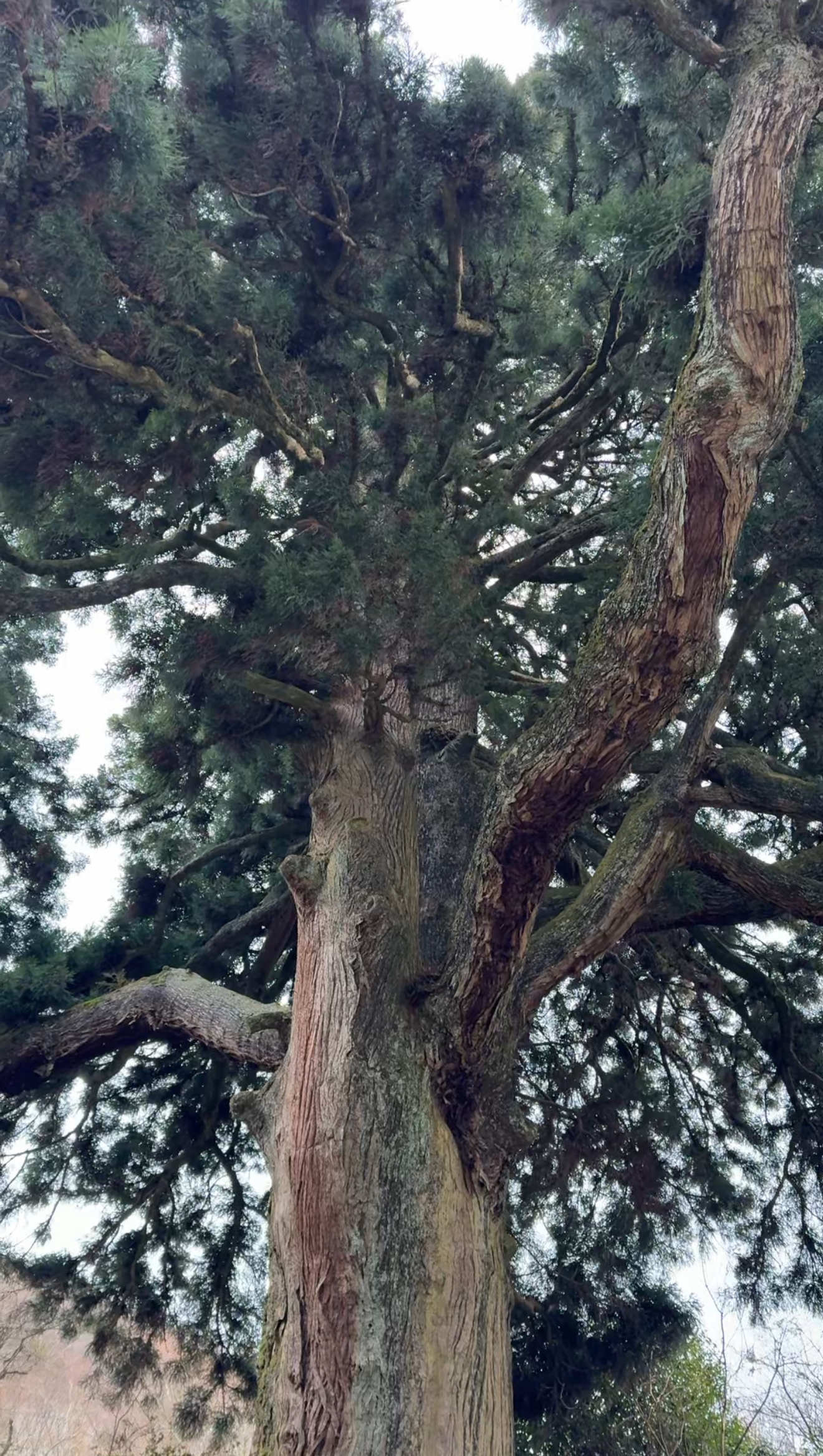 樂天芯古樹